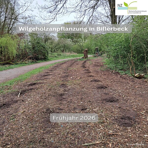 Instagram Post 18090425918343022 Neue Wildgehölzhecke in Billerbeck 🌿Im Frühjahr 2026 wurde in Billerbeck eine neue Wildgehölzhecke…