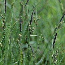 Braune Segge (Carex nigra). In NRW im Bestand gefährdet (Rote Liste NRW 2020)