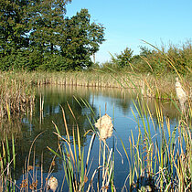 Kleingewässer mit Schiff und Bäumen im Hintergrund.