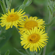 Großes Flohkraut Blüten
