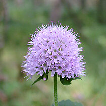 Violette Wasserminzen Blüte.