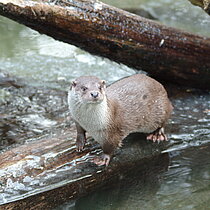 Fischotter auf liegendem Baumstamm.