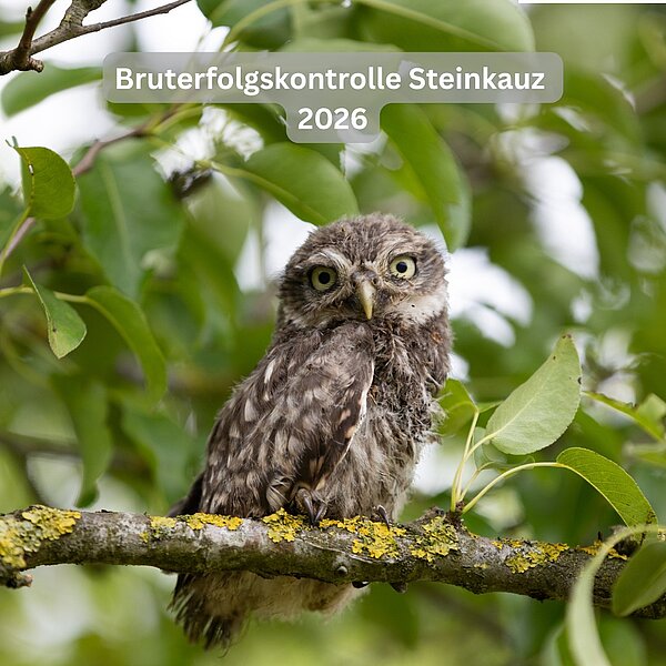 Bruterfolgskontrolle Steinkauz 2026 🦉Mehr als 100 junge Steinkäuze konnten wir in diesem Jahr in&hellip;