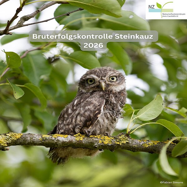 Instagram Post 18401501071095106 Bruterfolgskontrolle Steinkauz 2026 🦉Mehr als 100 junge Steinkäuze konnten wir in diesem Jahr in…