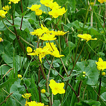 Sumpfdotterblume (Caltha palustris)