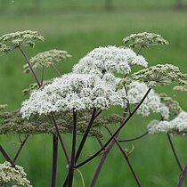 Wald-­Engelwurz (Angelica sylvestris)
