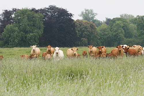Im NSG Tiergarten steht eine Mutterkuhherde am Zaun vor einer hoch gewachsenen Wiese, zu der die Tiere keinen Zugang haben (Nordkirchen).