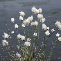 Scheiden-Wollgras (Eriophorum vaginatum)