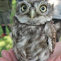 Junger Steinkauz sitzt in der Hand.
