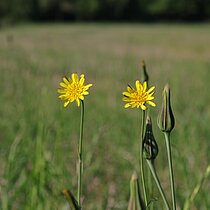 Wiesen-­Bocksbart (Tragopogon pratensis)