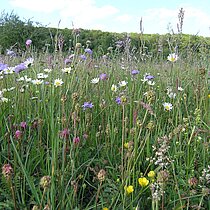 Artenreiche Wiese mit Margerite, Wiesen-Witwenblume, Wiesenknopf, Rotem Klee, Wiesen-Labkraut, Glockenblume uvm.