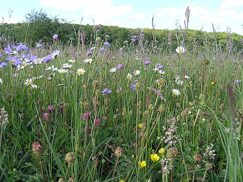 Artenreiche Wiese mit Margerite, Wiesen-Witwenblume, Wiesenknopf, Rotem Klee, Wiesen-Labkraut, Glockenblume uvm.