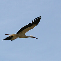 Weißstorch im Flug