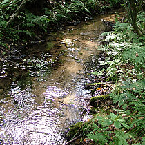 Bach im NSG Am Enteborn.