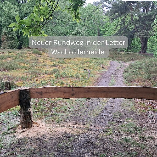 Neuer Rundweg in der Letter Wacholderheide 🌿🌸🥾Damit die einzigartige Heidelandschaft auch in&hellip;