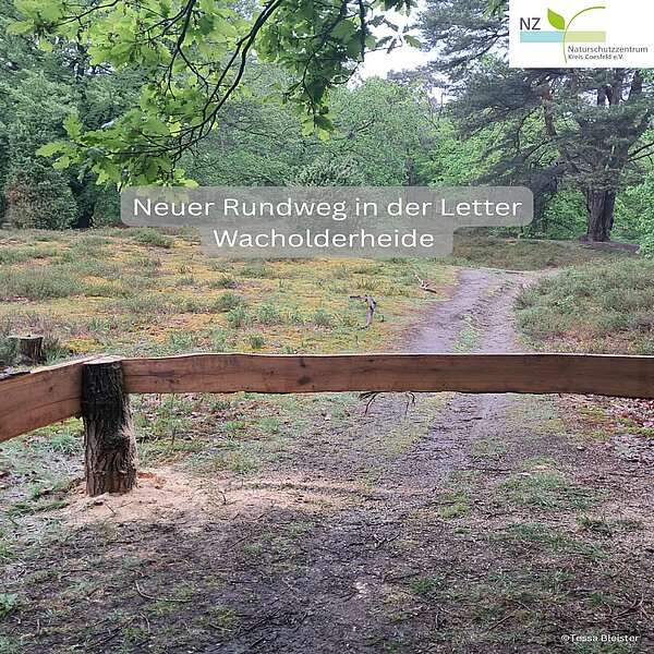 Instagram Post 17942615607260341 Neuer Rundweg in der Letter Wacholderheide 🌿🌸🥾Damit die einzigartige Heidelandschaft auch in…