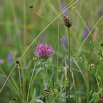 Wiesen-­Klee (Trifolium pratense)