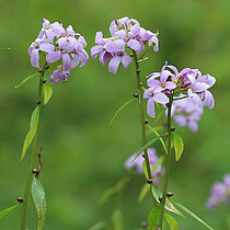 Zwiebel-Zahnwurz Blüten
