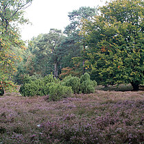 Letter Wacholderheide