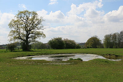 NABU­-Fläche Westhellen (Billerbeck): Diese extensive Weide zeichnet sich durch eine hohe Strukturvielfalt aus: Neben Einzelgehölzen und Hecken gibt es auch ein Kleingewässer. Solche Weidetümpel beherbergen oft gefährdete Arten, wie hier das vom Aussterben bedrohte Fischkraut (Groenlandia densa). Die Weidetiere spielen eine wichtige Rolle bei der Erhaltung, denn ohne die Beweidung wäre das Gewässer längst verlandet und verbuscht.