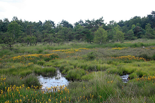 Gelben Moorlilien im Süskenbrocksmoor.