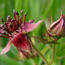 Sumpf-Blutaugen Blüten