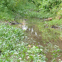 Quellgebiet der Vechte