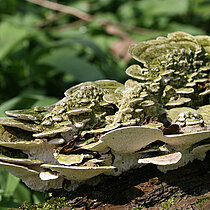 Buckeltramete auf einer Wurzel.