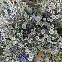 Trompetenflechte (Cladonia)
