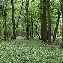 Eichen-Hainbuchenwald