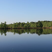 Torfstich im Venner Moor - Gewässer