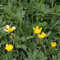 Kriechender Hahnenfuß (Ranunculus repens)