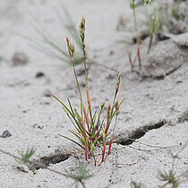 Frühe Haferschmiele 