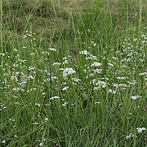 Flutender Schwaden (Glyceria fluitans)