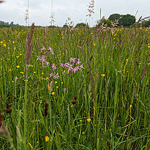 Feuchtwiese mit verschiedenen blühenden Pflanzen.