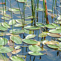 Schwimmende Laichkraut (Potamogeton natans)