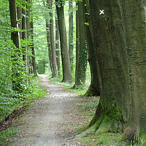 Die alte Allee ist die historische Wegeverbindung von Haus Burlo nach Darfeld.
