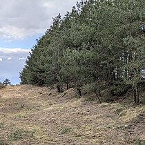 Erhaltung der Heidelandschaft Borkenberge: Stechginster-Entfernung (nachher)