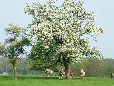 Streuobstweide mit Rindern (B. Stephan)