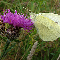 Kleiner Kohlweißling (Pieris rapae)
