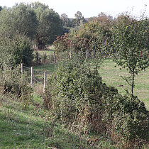 Weiden mit Hecken und Bäumen.
