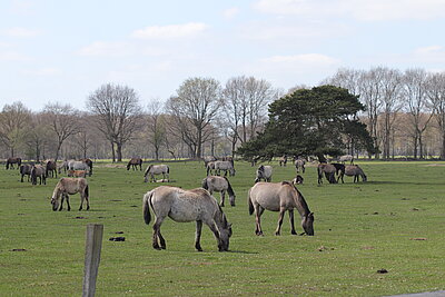 NSG Wildpferdebahn Merfelder Bruch (Dülmen): Mehr als 400 Dülmener Wildpferde weiden ganzjährig in der Heubachniederung. Die golfrasenmäßig abgeweideten Grünlandflächen sind in weniger stark gedüngten Bereichen aber vergleichsweise artenreich ausgebildet. Insbesondere auf nicht gedüngten Böden können sich durch Beweidung mit Pferden wertvolle Magerweiden wie die Geest-Rotschwingelweide entwickeln.