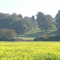 Rapsblüte vor einer Anhöhe des Bockeler Berges mit einer alten Weide in Hanglage.