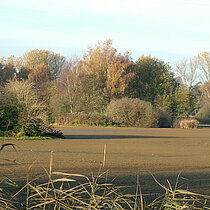 Der im Herbst zum Abfischen abgelassene Oedlerteich.