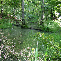 Karthäuser Mühlenbach