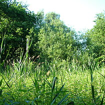 Vogelschutzgehölz Osterwick