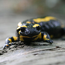 Feuersalamander