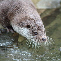 Fischotter am Gewässerrand.