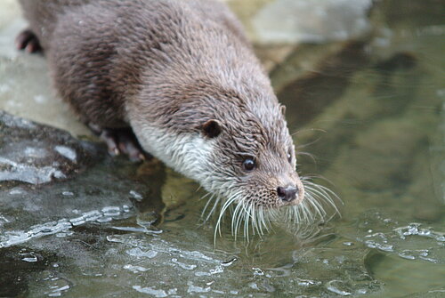 Fischotter am Gewässerrand.