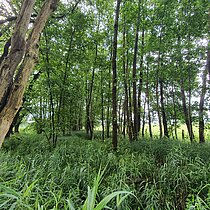 Entlang eines begraditen Zuflusses des Heubaches erstrecken sich noch kleinflächig feucht-nasse Erlenwaldbereiche mit Sumpf- und Winkelsegge. 